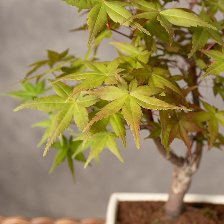 Klon palmowy 'Deshojo' Bonsai | Tomaszewski
