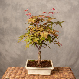 Klon palmowy Bonsai | Tomaszewski