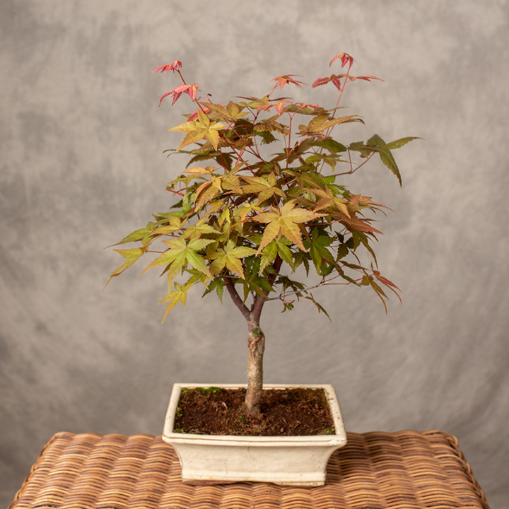 Klon palmowy Bonsai | Tomaszewski