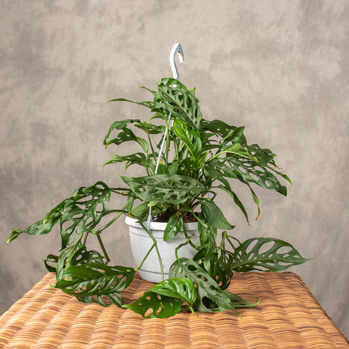 Monstera obliqua 'Leichtlinii' | Tomaszewski