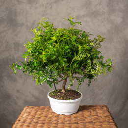 Żółtodrzew pieprzowy Bonsai | Tomaszewski