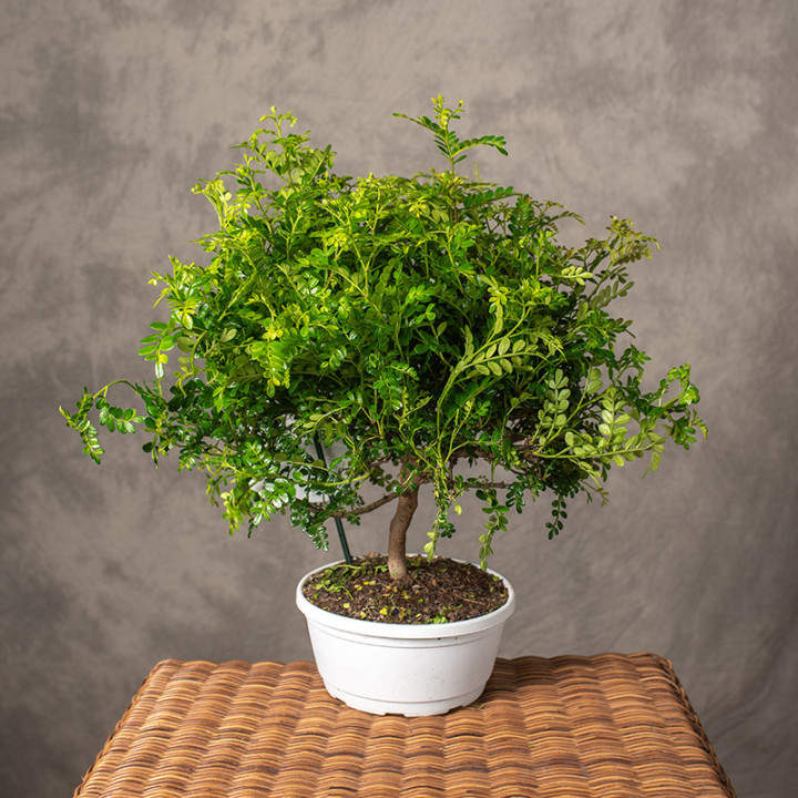 Żółtodrzew pieprzowy Bonsai | Tomaszewski