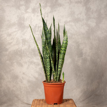 Sansewieria 'Jamaiquina Queen'