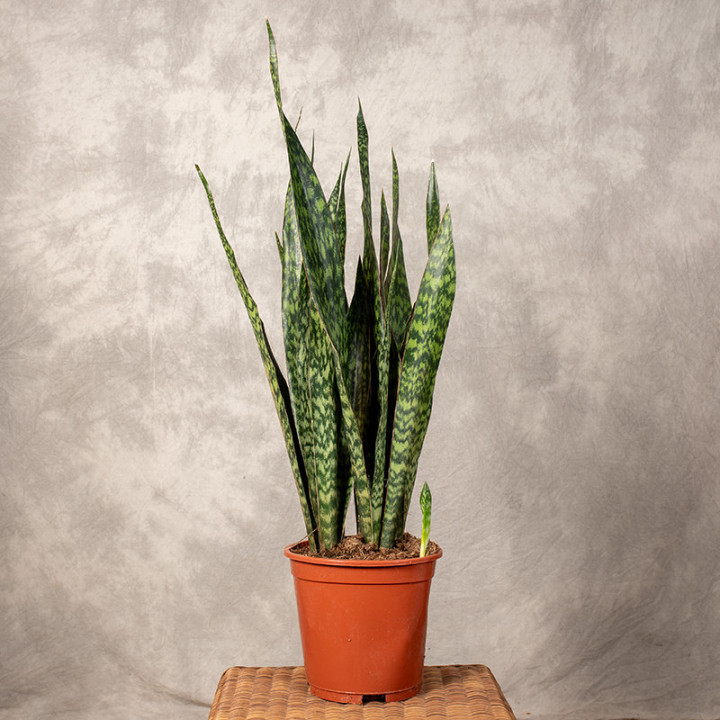 Sansewieria 'Jamaiquina Queen' | Tomaszewski