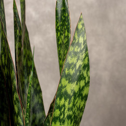 Sansewieria 'Jamaiquina Queen' | Tomaszewski