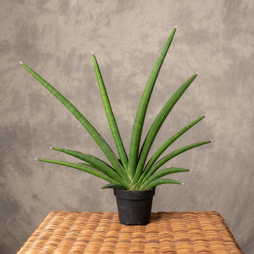 Sansewieria 'Tiara Grand Gazelle'