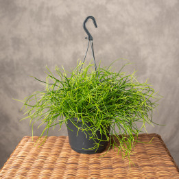 Rhipsalis 'Easy Sweety' I Wiszący | Tomaszewski