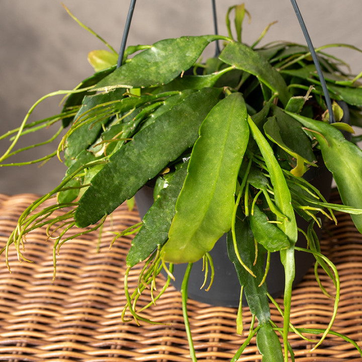 Pseudorhipsalis ramulosa 'Red Coral' | Wiszący | Tomaszewski