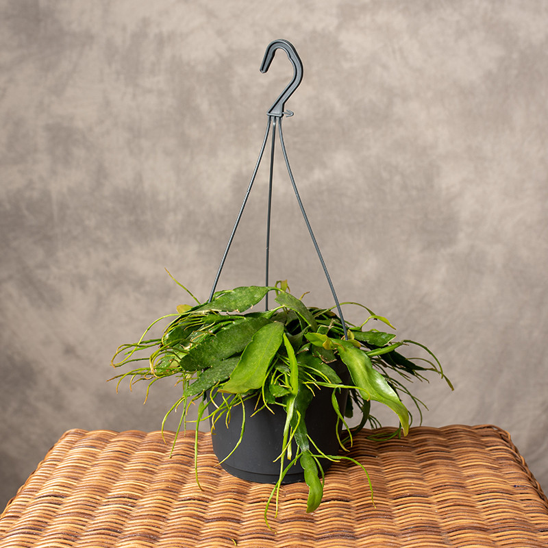Pseudorhipsalis ramulosa...