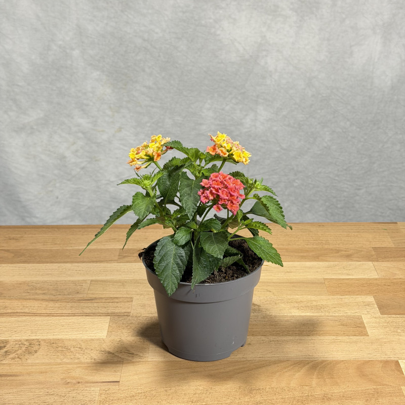 Lantana 'Shamrock Rose Gold'