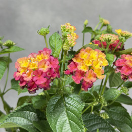 Lantana pospolita 'Havana Red'