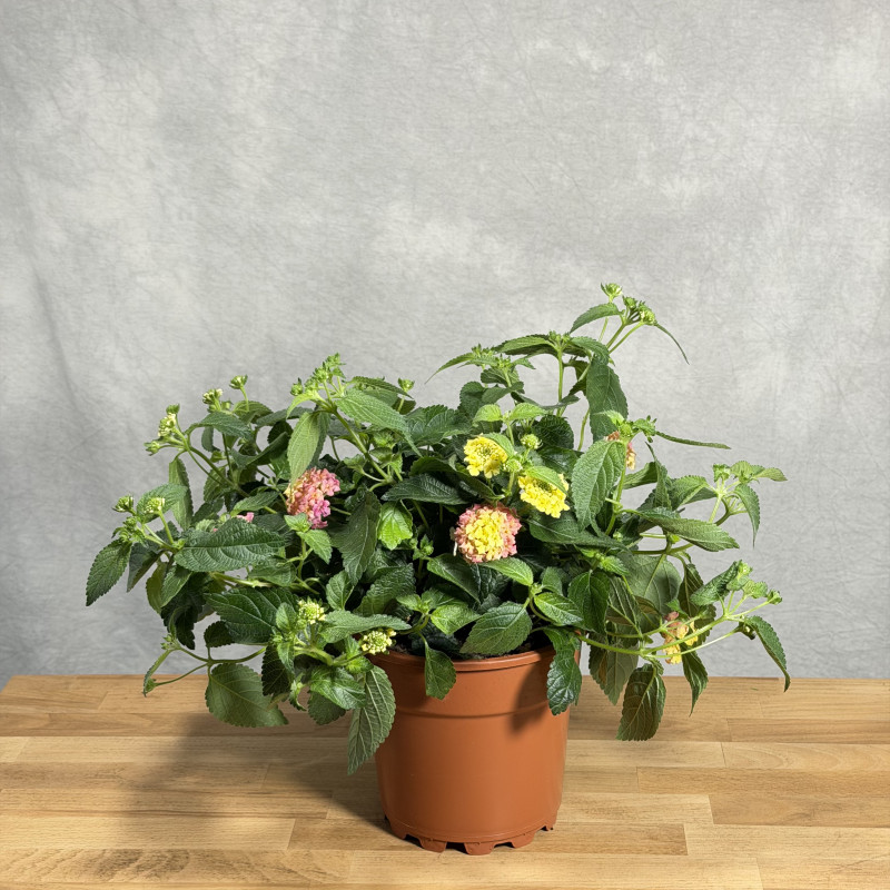 Lantana pospolita