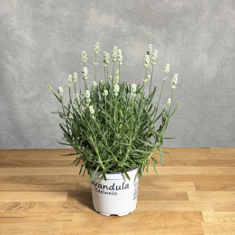 Lawenda wąskolistna 'Aromatico Silver' | Tomaszewski