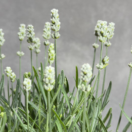 Lawenda wąskolistna 'Aromatico Silver' | Tomaszewski