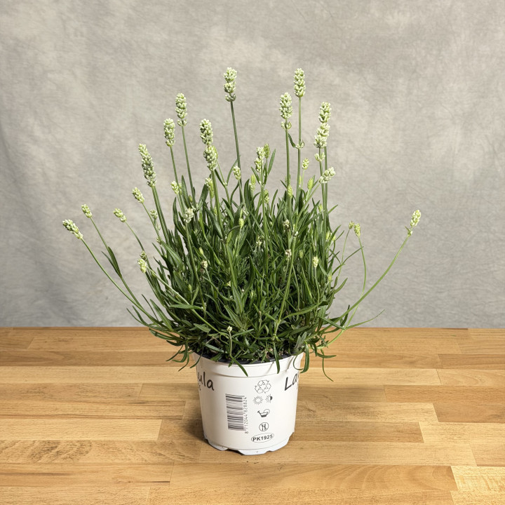 Lawenda wąskolistna 'Edelweiss' | Tomaszewski