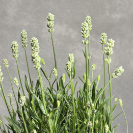 Lawenda wąskolistna 'Edelweiss' | Tomaszewski