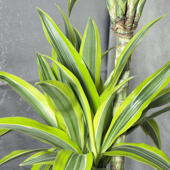Dracena 'Lemon Lime' Duża | Tomaszewski