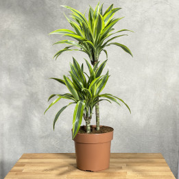 Dracena 'Lemon Lime' Duża | Tomaszewski