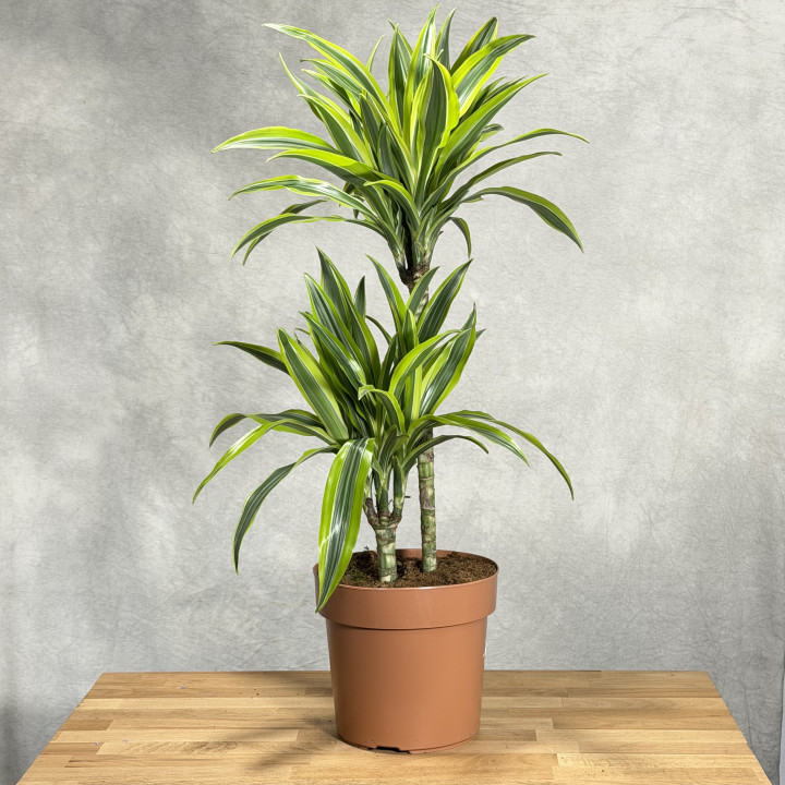 Dracena 'Lemon Lime' Duża | Tomaszewski