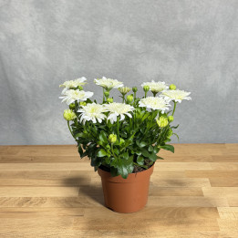 Stokrotka afrykańska '3D White' | Tomaszewski