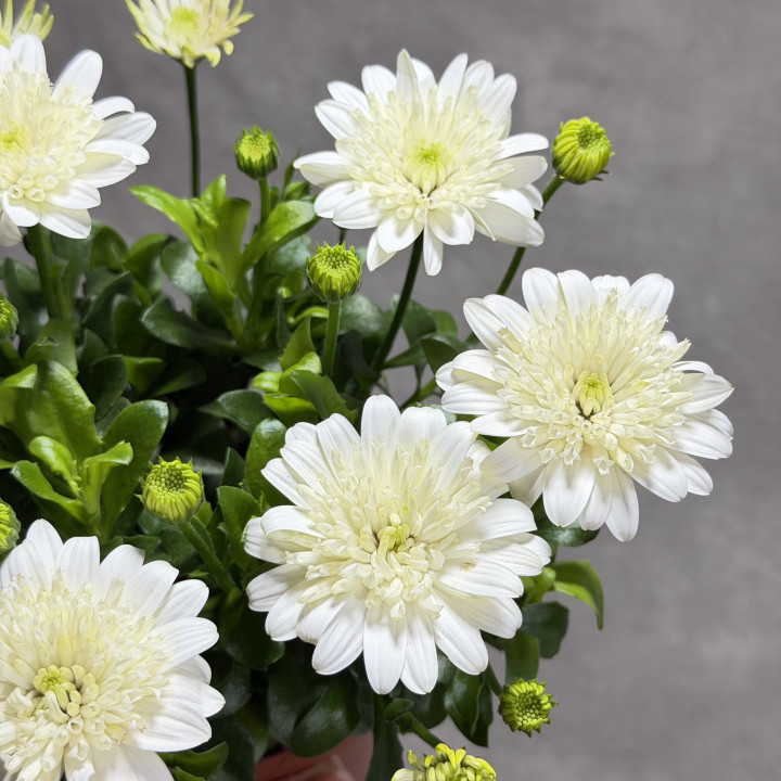 Stokrotka afrykańska '3D White' | Tomaszewski
