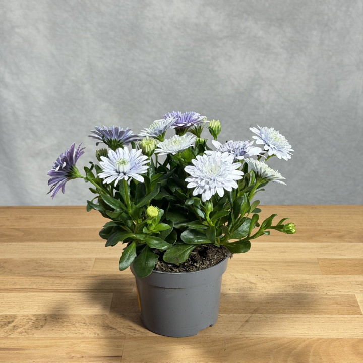 Stokrotka afrykańska '3D Steel Blue' | Tomaszewski