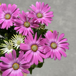 Stokrotka afrykańska 'FlowerPower Pink Orbit' | Tomaszewski
