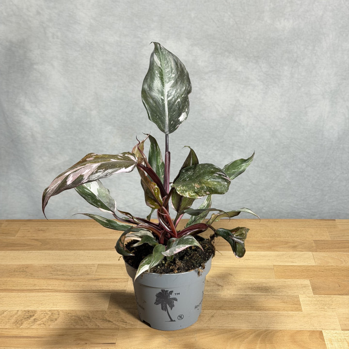 Filodendron 'Red Anderson' | Tomaszewski