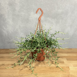 Senecio 'Jumping Dolphin' | Tomaszewski
