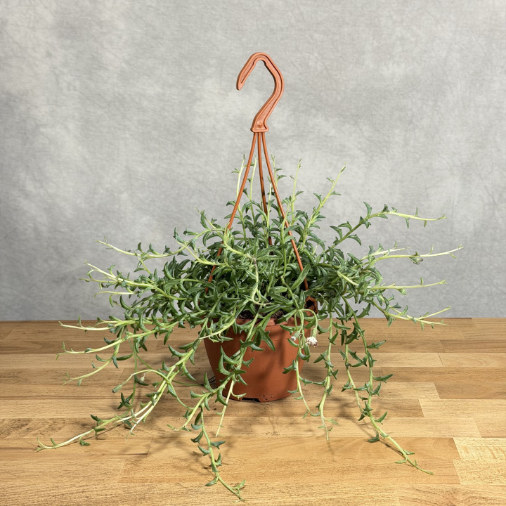 Senecio 'Jumping Dolphin' | Tomaszewski