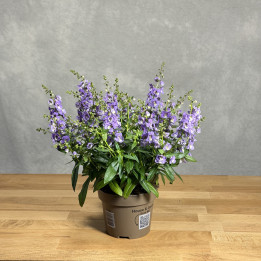 Angelonia wąskolistna | Tomaszewski
