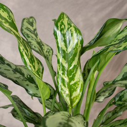 Aglaonema 'Maria' | Tomaszewski