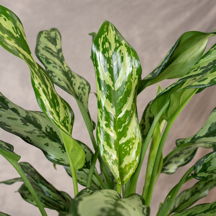 Aglaonema 'Maria' | Tomaszewski