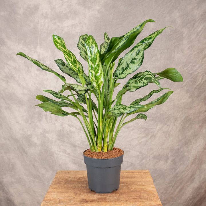 Aglaonema 'Maria' | Tomaszewski