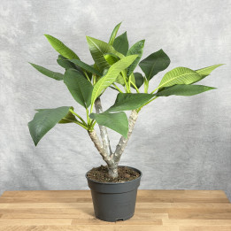 Plumeria 'Hawaiian Pearl' | Tomaszewski