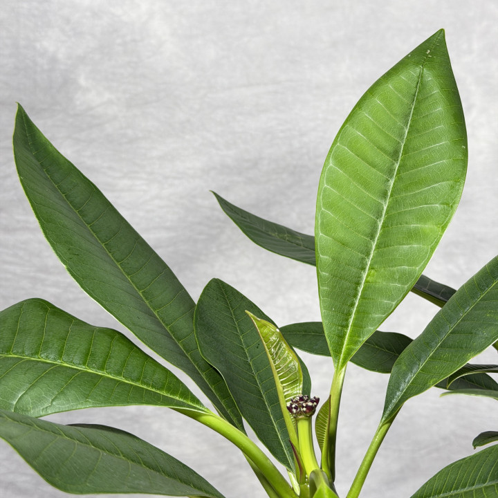 Plumeria 'Hawaiian Pearl' | Tomaszewski