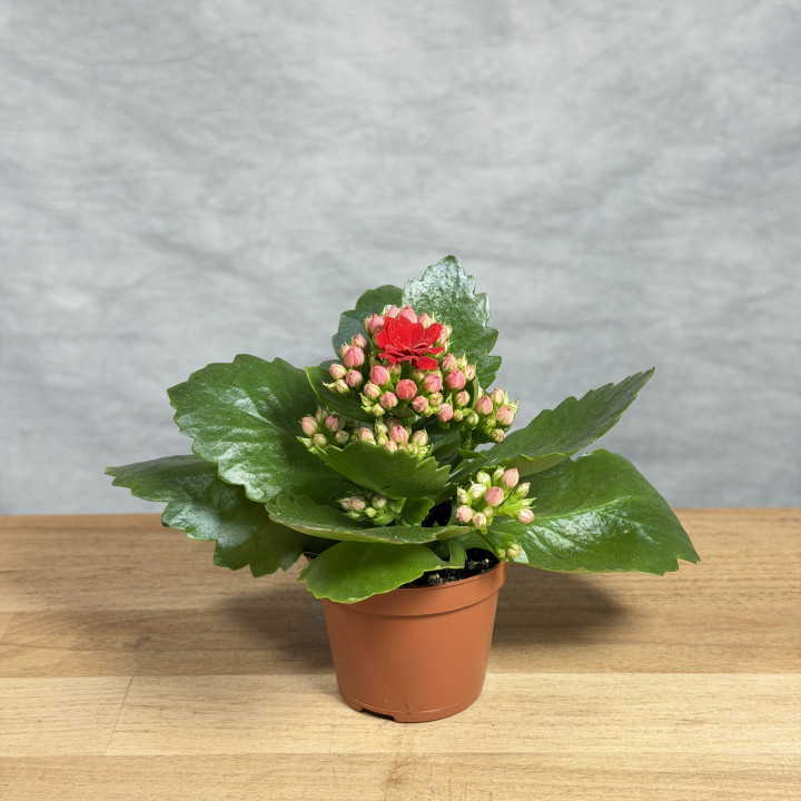 Kalanchoe 'Rosalina Don Justino' | Tomaszewski
