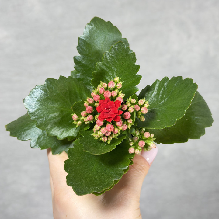 Kalanchoe 'Rosalina Don Justino' | Tomaszewski