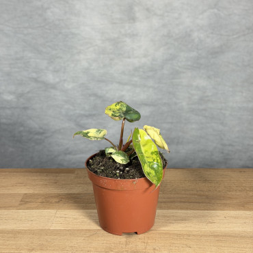 Philodendron billietiae 'Variegata' | Mini