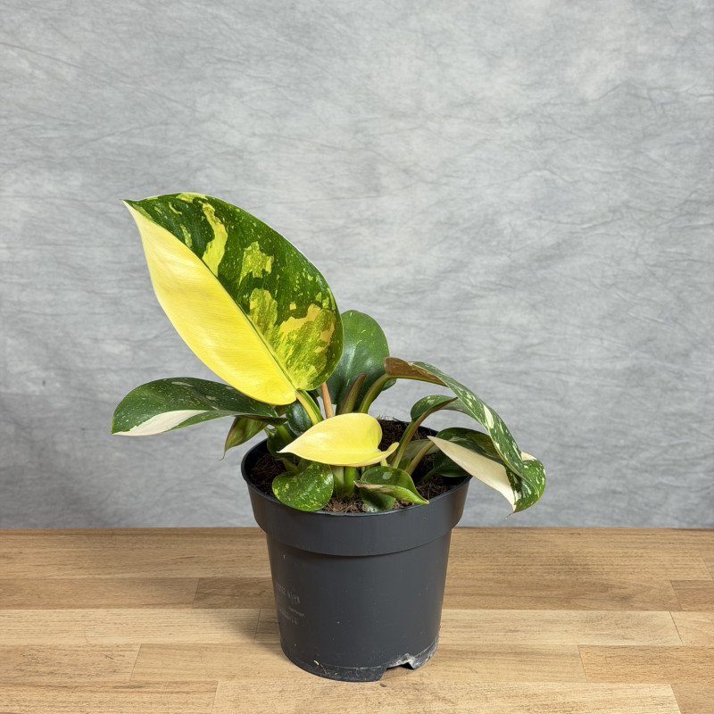 Filodendron ‘Green Congo'...