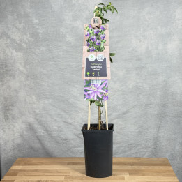 Passiflora 'Amethyst Beauty' | Tomaszewski