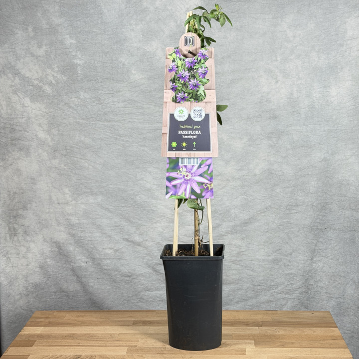 Passiflora 'Amethyst Beauty' | Tomaszewski