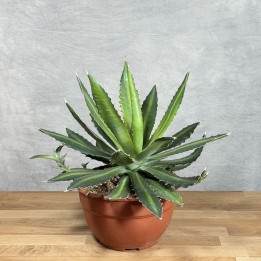 Agave lophantha | Tomaszewski