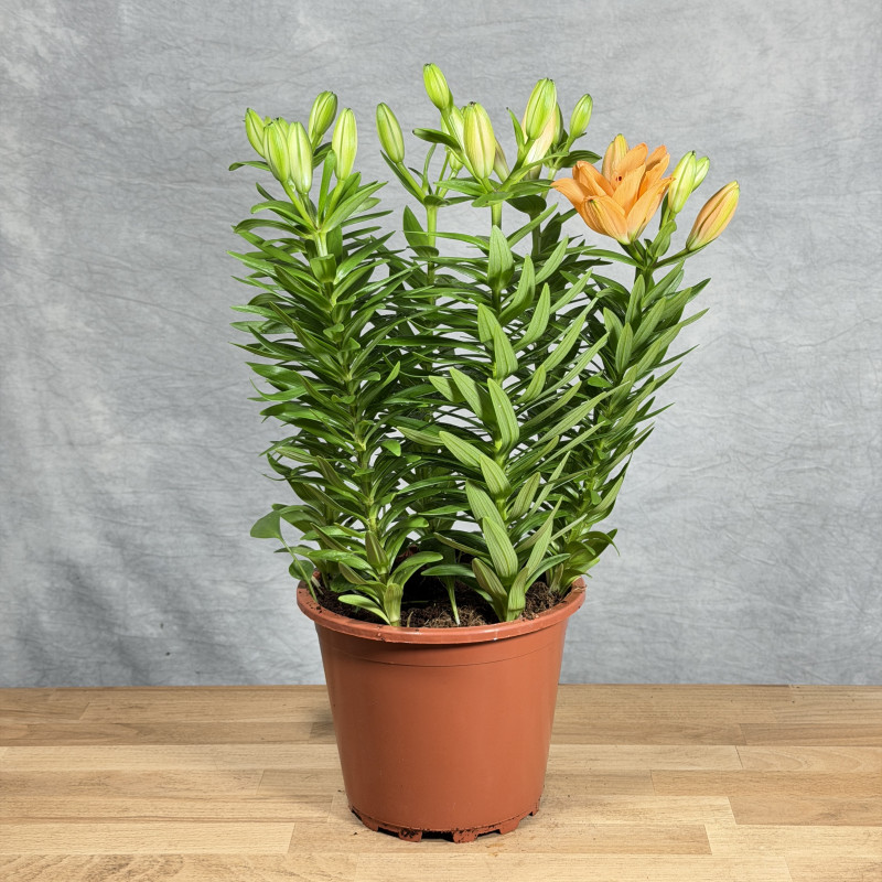 Lilia 'Tiny Double Dutch' |...