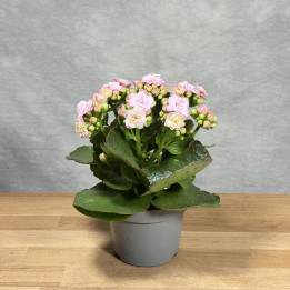 Kalanchoe 'Queen Jemma' | Tomaszewski