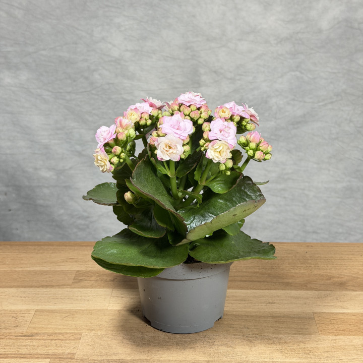Kalanchoe 'Queen Jemma' | Tomaszewski