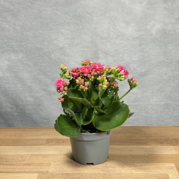 Kalanchoe 'Queen Gracen' | Tomaszewski