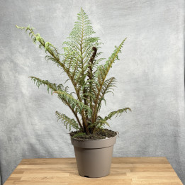 Cyathea tomentosissima 'Highland Lace' | Tomaszewski