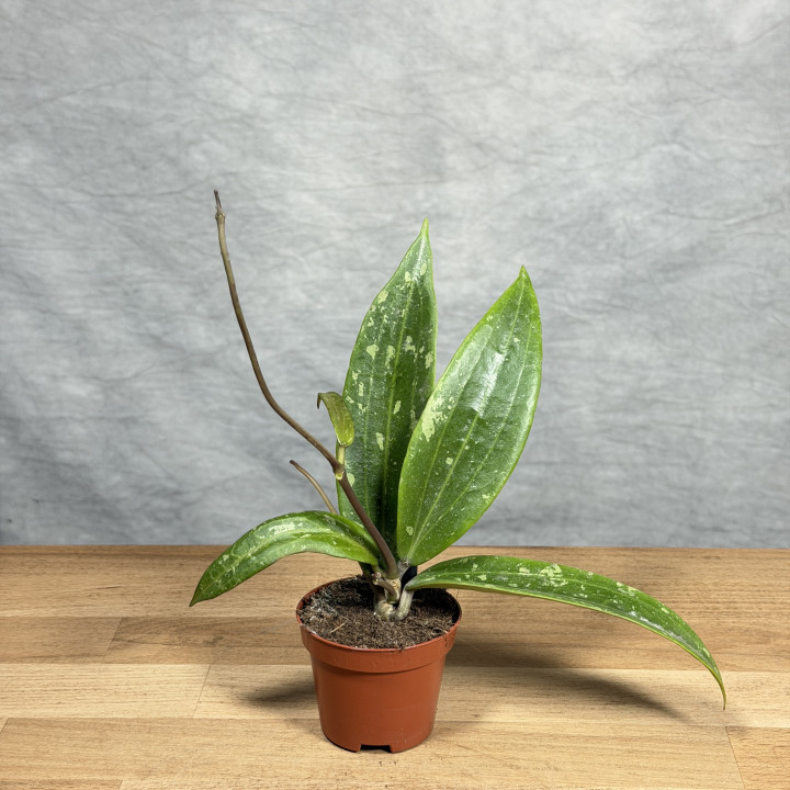 Hoya sp. Loei | Tomaszewski