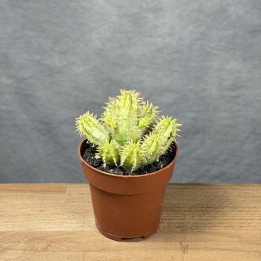 Euphorbia aggregata 'Variegata' | Tomaszewski
